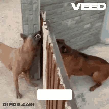 Two Dogs Side By Side Veed GIF