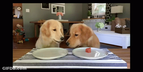 Two Dogs Sitting At Table Looking At Plates GIF