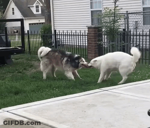 Two Dogs Sitting At Table With Food GIF
