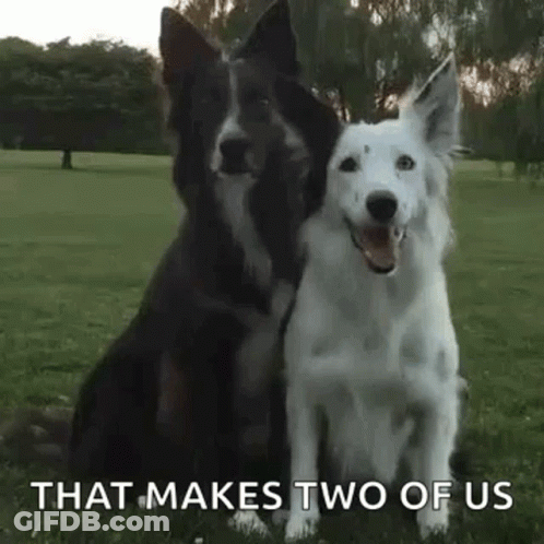 Two Dogs Sitting In A Field GIF