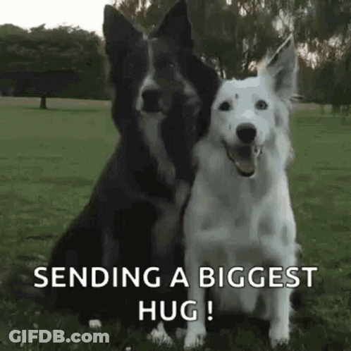 Two Dogs Sitting In Grass GIF