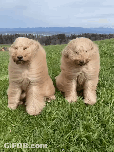 Two Dogs Sitting In Grass GIF