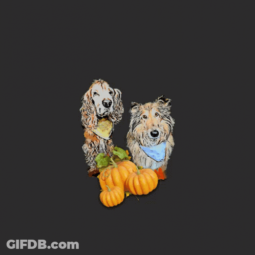 Two Dogs Sitting Next To Pumpkins And Leaves GIF
