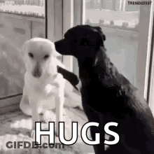 Two Dogs Sitting Together By Window GIF
