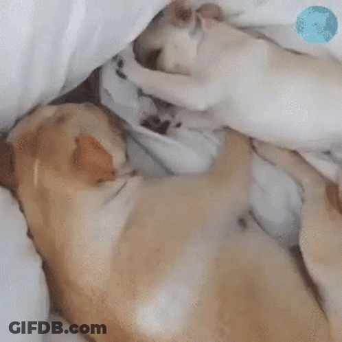 Two Dogs Sleeping Under Blanket One Asking If Other Is Awake GIF