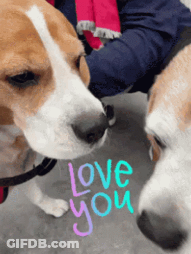 Two Dogs Sniffing Each Other With The Word Love You Written On The Ground GIF