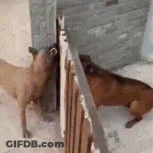 Two Dogs Standing In Snow Near Brick Wall GIF