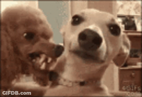 Two Dogs Standing Next To Each Other GIF