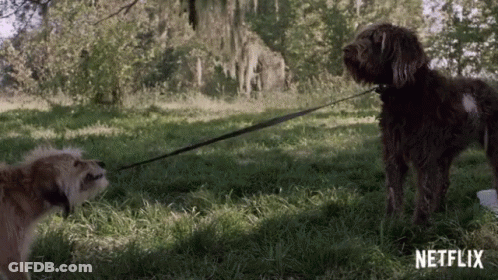 Two Dogs Standing On Leash In Grassy Field GIF