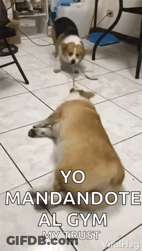 Two Dogs Standing On Tiled Floor GIF