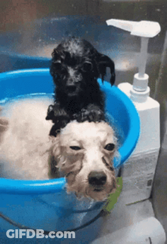 Two Dogs Taking Bath In Blue Tub GIF