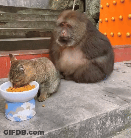 Two Dogs Walking My Dog Started Persian Backwar GIF