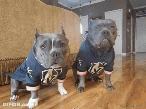Two Dogs Wearing Jerseys With The Letter V On The Front GIF