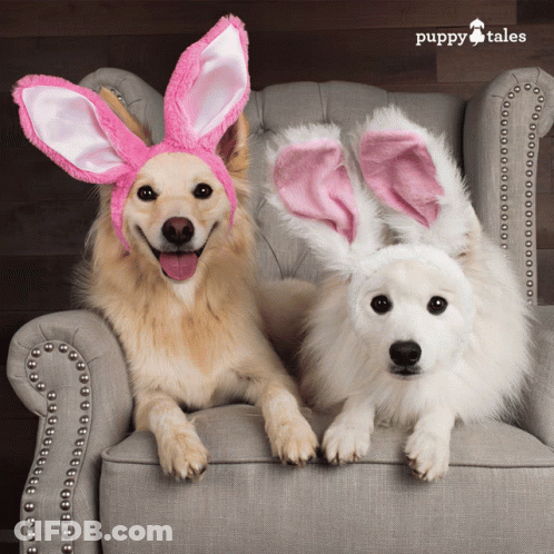 Two Dogs Wearing Pink And White Bunny Ears Are Sitting On A Chair With Puppy Tales In The Background GIF
