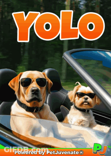 Two Dogs Wearing Sunglasses Are Sitting In A Car With The Word Yolo Written Above Them GIF