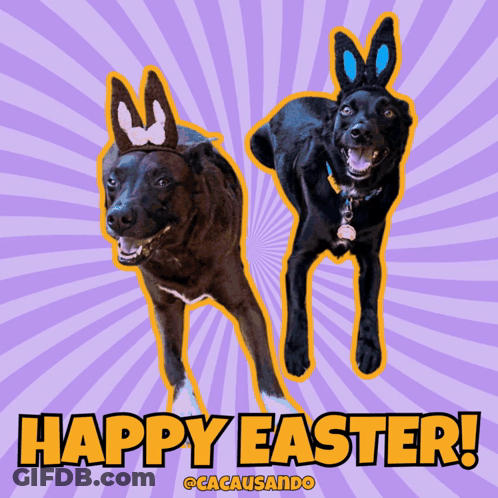 Two Dogs With Bunny Ears Happy Easter GIF