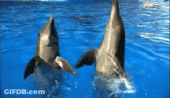 Two Dolphins Playing In Water Looking At Camera GIF