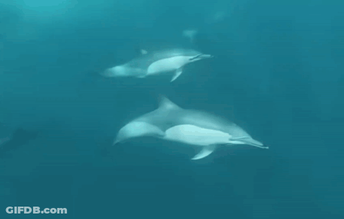Two Dolphins Swimming GIF