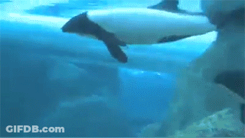 Two Dolphins Swimming In Water GIF