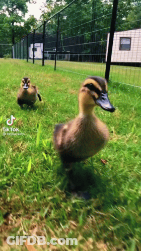 Two Ducklings Are Walking In The Grass Next To A Fence And A Tik Tok Video GIF