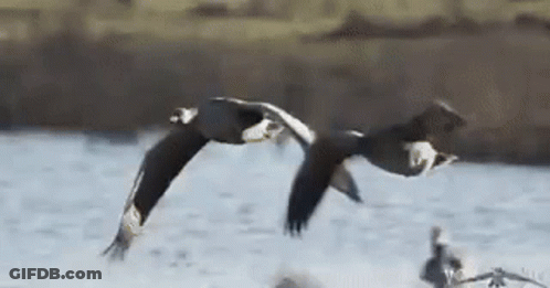 Two Ducks Are Flying Over A Lake . GIF