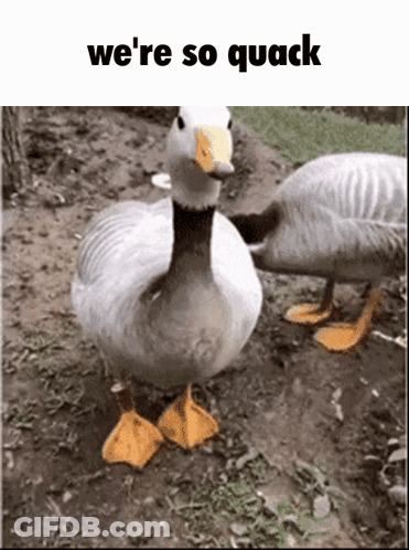 Two Ducks Are Standing In The Dirt With The Words We 'Re So Quack Above Them . GIF