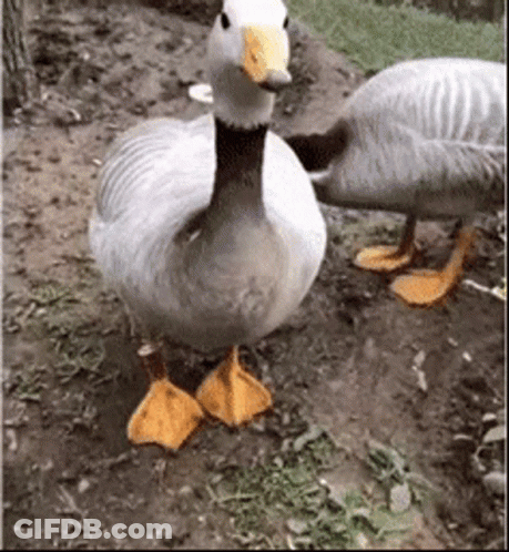 Two Ducks Are Standing Next To Each Other On The Ground . One Of The Ducks Has Orange Feet . GIF