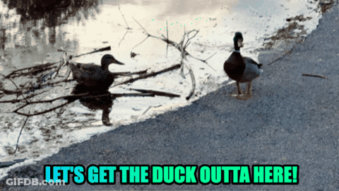 Two Ducks Standing Next To A Body Of Water With The Words Let 'S Get The Duck Outta Here Below Them GIF