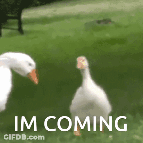 Two Ducks Standing Next To Each Other With The Words Im Coming Written On The Bottom GIF