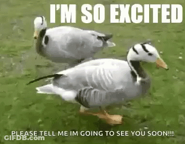Two Ducks Standing On Grass GIF