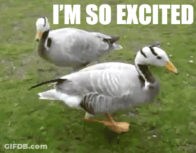 Two Ducks Walking In Grass Excited GIF