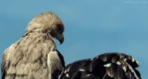 Two Eagles Standing Next To Each Other With Blue Sky GIF