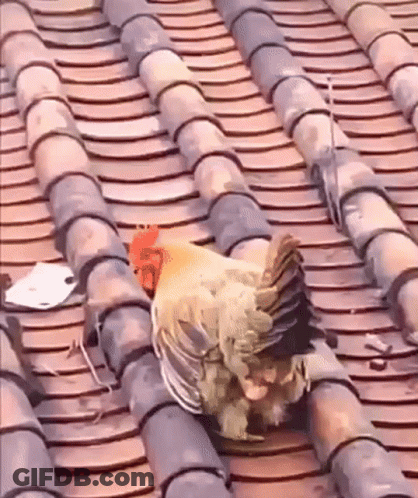 Two Eggs Saying Os Ovos Se Comunicam Comigo GIF