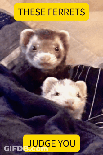 Two Ferrets Are Wrapped In A Blanket With A Judge You Button Below Them GIF