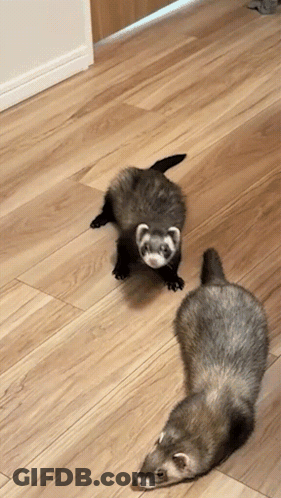 Two Ferrets Looking At Camera GIF
