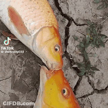 Two Fish Looking At Each Other TikTok Sticker GIF