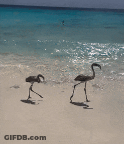 Two Flamingos Walking On Sandy Beach GIF