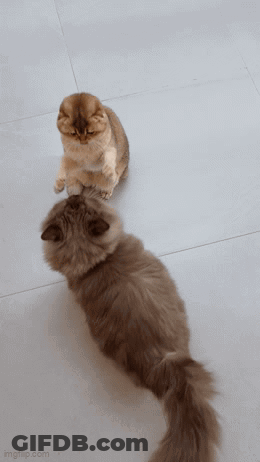 Two Fluffy Cats Looking At Each Other GIF