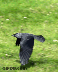 Two Football Players 58 And 18 GIF