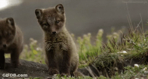 Two Fox Cubs Are Standing In The Grass And Looking At The Camera GIF
