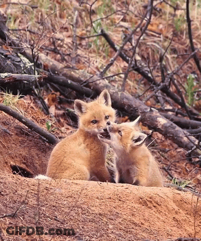 Two Fox Cubs Playing On Dirt Hill GIF