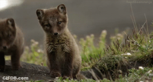 Two Fox Cubs Standing In A Field With The Words Headlikeanorange Below Them GIF