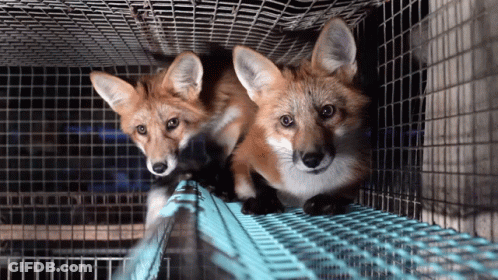Two Foxes In Cage Looking Out GIF