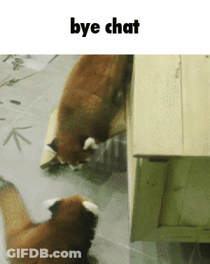 Two Foxes Saying Bye Chat GIF