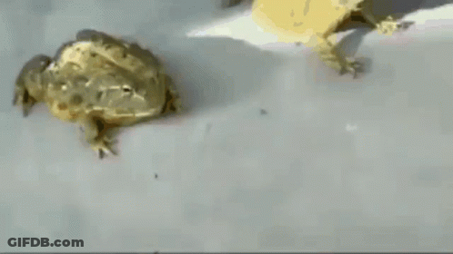 Two Frogs Are Sitting Next To Each Other On A Table GIF