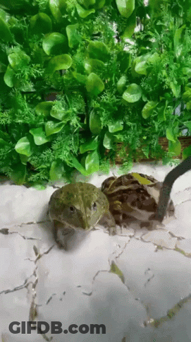 Two Frogs Are Standing On A White Surface In Front Of Greenery GIF