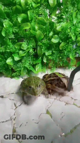 Two Frogs In Front Of Green Wall GIF