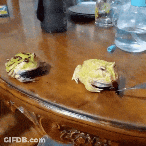 Two Frogs On Wooden Table With Forks In Mouths GIF