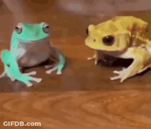 Two Frogs Sitting Next To Each Other GIF