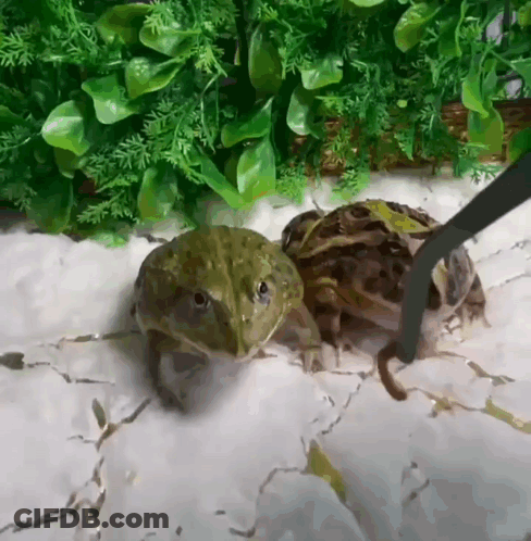 Two Frogs Standing Next To Each Other GIF